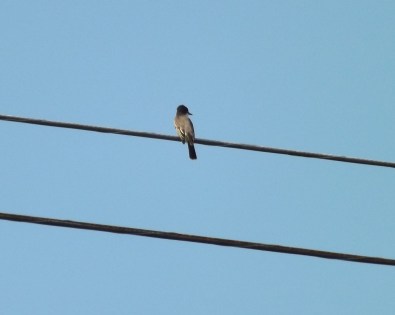 06_Kingbird