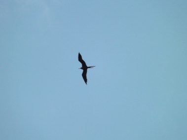 11_Frigatebird