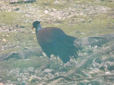 16_Pheasant_pigeon_Otidiphaps_nobilis