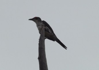 38_Starling