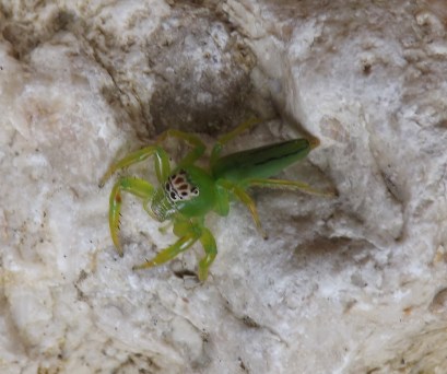 Arachnid_Salticid_1a