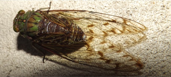 Insect_Cicada_1a