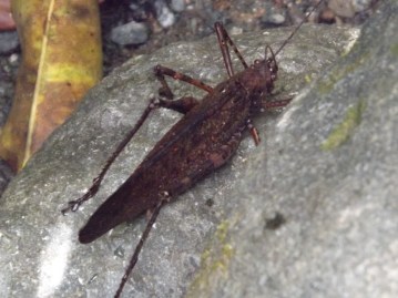 Insect_Weta_1a